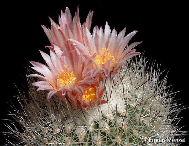 Rapicactus pailanus ©JM DSCF0059c